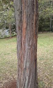 Image result for Syncarpia glomulifera