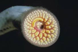 Image result for Cephalophis lukei