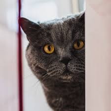 Gumuspet Veteriner Klinigi Publications Facebook