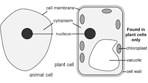 Animal cell definition for 5th grade. Https Www Larberthigh Com Documents 5b1405 5dunit 1 Cell Biology Summary Notes Pdf