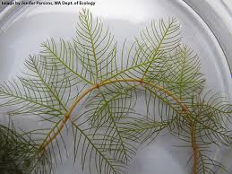 Image result for Hydrostachys myriophylla