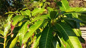Maybe you would like to learn more about one of these? Garden Bloggers Foliage Day Tropical Fruit The Shrub Queen
