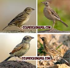 We did not find results for: Tips Memilih Burung Branjangan Jantan Dan Burung Branjangan Betina Untuk Ditangkarkan