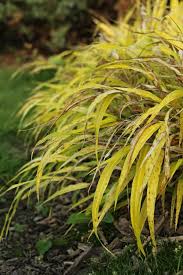 We did not find results for: Hakonechloa Macra Photos Free Royalty Free Stock Photos From Dreamstime