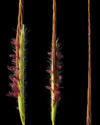 Image result for Heteropogon contortus