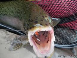 Learn To Fly Fish Fly Fishing 101