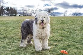 Find old english sheepdog puppies and breeders in your area and helpful old english sheepdog information. Interesting Things About The Old English Shepherd Dog Petsmont