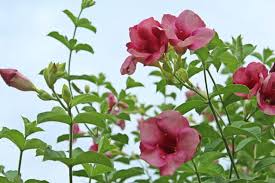 Image result for Allamanda