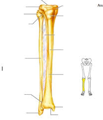 Also called the shin bone, the tibia is the longer of the two bones in the lower leg. Lower Leg Bones Diagram Quizlet