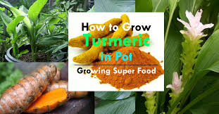 We did not find results for: Growing Turmeric In Pots How To Grow Turmeric Care Uses Benefits Balcony Garden Web