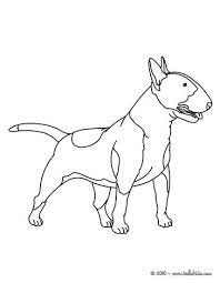 Bull Terrier Coloring Pages Hellokids Com