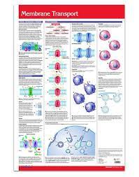 Membrane Transport Poster 24 X 36 Laminated Biology Reference Guide Transportation Poster Cell Transport Cell Membrane Transport