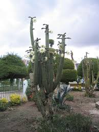 Pachanoi and t neither san pedro nor mescaline appear to have caused any deaths—not by their physical action, anyway. Psychoactive Cactus Wikiwand