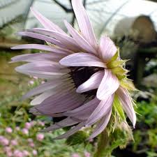 Image result for Berkheya angolensis