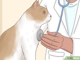 Kedilerde Ates Nasil Dusurulur 12 Adim Resimlerle Wikihow