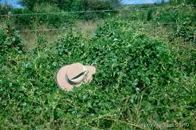 Image result for Macrotyloma daltonii