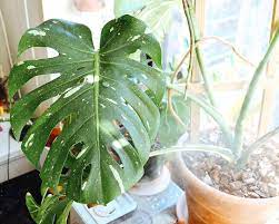 My Monstera Thai Constellation At The Start Of The Summer Was In Need Of A Repotting After Spending A Year Doing Monstera Plant Care Variegated Plants Monstera