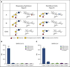 C'est la promesse faite par une équipe de chercheurs chinois qui publie ses résultats dans la prestigieuse revue science translational medicine. Le Sars Cov 2 A Une Preference Pour Le Groupe Sanguin A