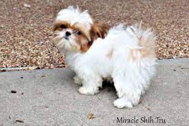 We did not find results for: Shih Tzu Puppy Training Tips And Tricks