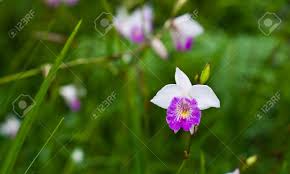 Image result for Thunbergia graminifolia