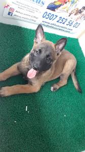 Belçika kurdu çok iddialı bir köpek ve çok akıllı bir. Satilik Belgian Malinois Fiyatlari Ve Ilanlari Kopek Dunyasi