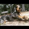 Catahoula Leopard Dog - Wikipedia
