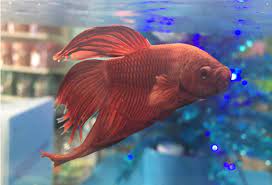 Low Maintenance Freshwater Fish For Beginners