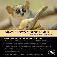 Gray Brown Mouse Lemur Lemur Primates Weird Animals