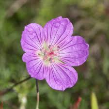 Image result for Geranium incanum