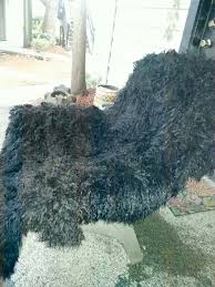 Discover more quality results related to wash a rug. How To Wash A Sheepskin Rug Youtube The Guide Ways