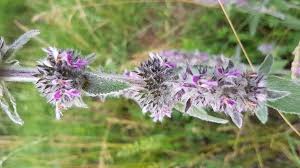 Image result for Stachys didymantha