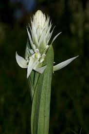Image result for Satyrium trinerve