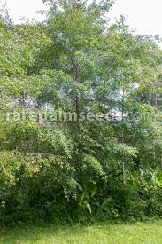 Image result for Symphonia globulifera