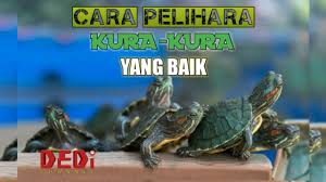 Tips Penting Cara Memelihara Kura Kura Kecil Hd Youtube