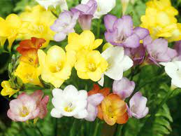 Freesia Southern Living Southern Living