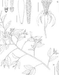 Image result for Grewia trichocarpa