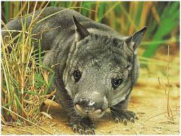 Image result for Northern hairy-nosed wombat