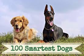 Pick your favorite dog breeds from the list below and vote them up, and if your favorite breed or hybrid dog is not currently listed, make your own version of the list and add it there yourself! A List Of The 100 Smartest Dog Breeds Pethelpful