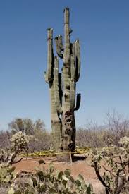 4 Oldest Cacti In The World Oldest Org