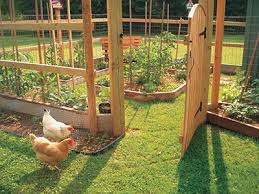 They have their own herb garden, and flower garden, and once my garden takes off they will have tons of other things to choose from. Gardening With Chickens By Lisa Steele Getting Started