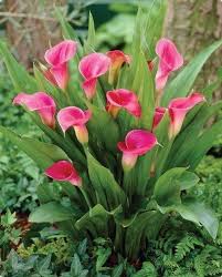 Calas Via Fcb Schone Blumen Blumen Lilien Blumen