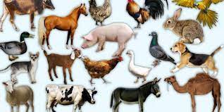 Kendi hayvan sözlüğünü hazırlamaya ne dersin? S Ile Baslayan Hayvanlar