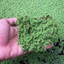 Image result for Azolla