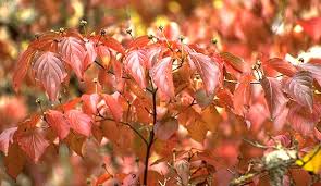 Image result for Cornus