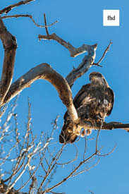 Majestic Birds Of Prey Animals Majestic Birds Of Prey Outdoor Photographer Life Images Image