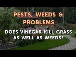 And as your garden might become overrun with problem plants, speed is key in nipping any weed growth in the bud. Does Vinegar Kill Grass As Well As Weeds Youtube