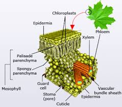 The solar energy is captured by the leaves and stored in the plant in the form of food. Discovery Of Photosynthesis And Oxygen Priestley S Experiment