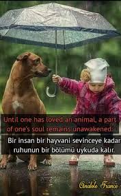 Ingilizce Hayvan Sevgisi Ile Ilgili Sozler En Guzel Sozler Ve Mesajlar