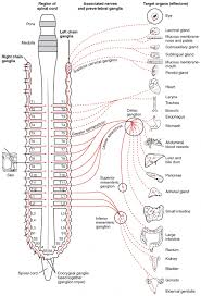 divisions of the autonomic nervous system anatomy and