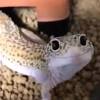 Because of their fats tails, leopard geckos can eat high volumes of mealworms without problems. Https Encrypted Tbn0 Gstatic Com Images Q Tbn And9gcr3xmtcud2e8t59rv9cafyijo6d7yy5fqwb Ggxtogc25ptqlpo Usqp Cau